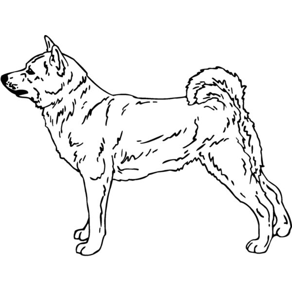 shiba inu 01 Thumbnail