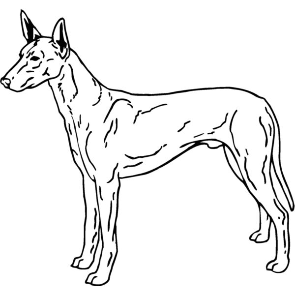 pharoah hound dog Thumbnail