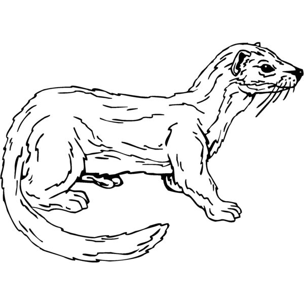 weasel2 Thumbnail