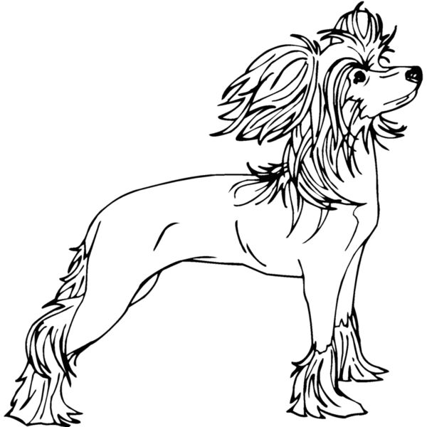 chinese crested dog Thumbnail