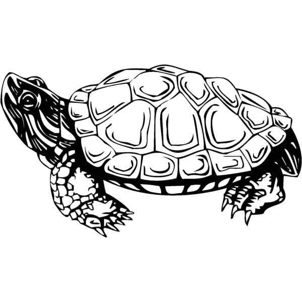 turtle Thumbnail