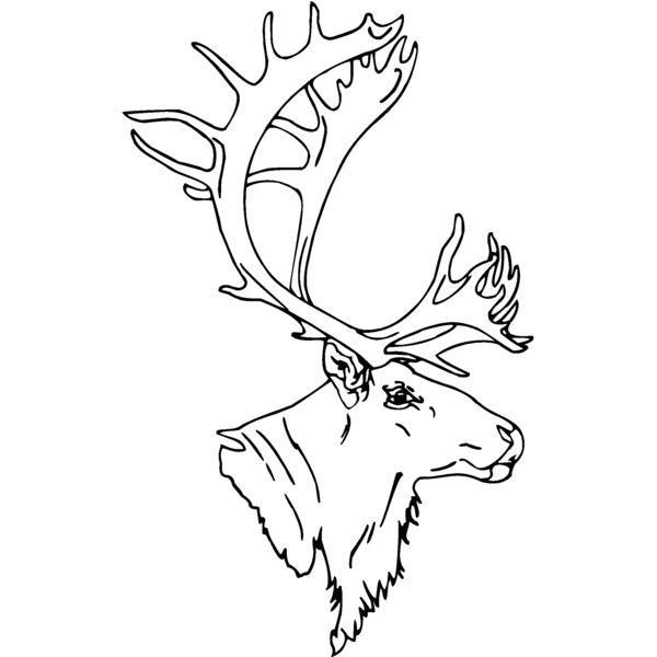 caribou  Thumbnail