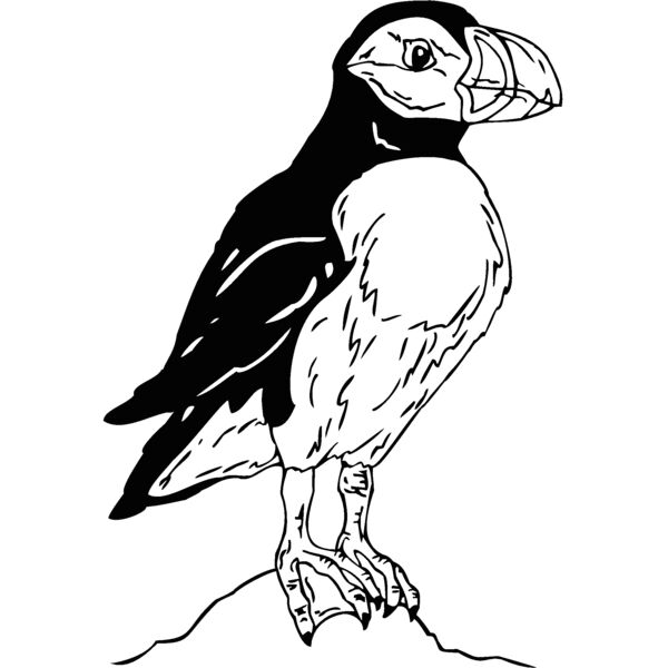 puffin Thumbnail