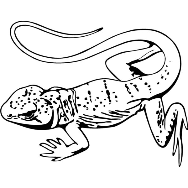 desertlizard Thumbnail