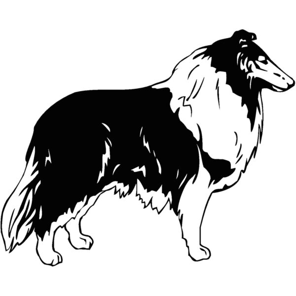 collie Thumbnail