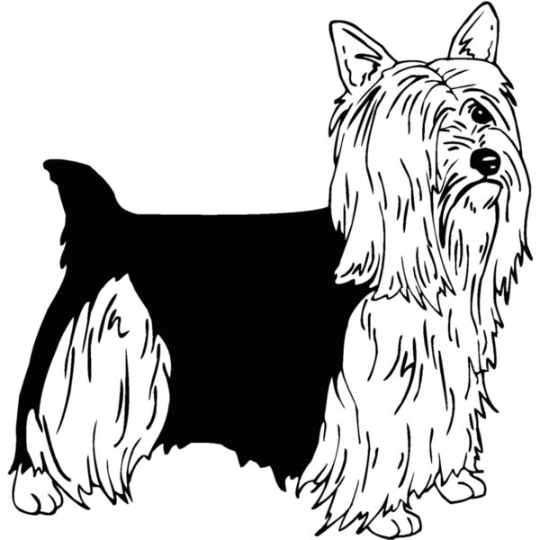 silky terrier Thumbnail