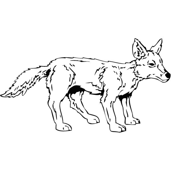 coyote Thumbnail