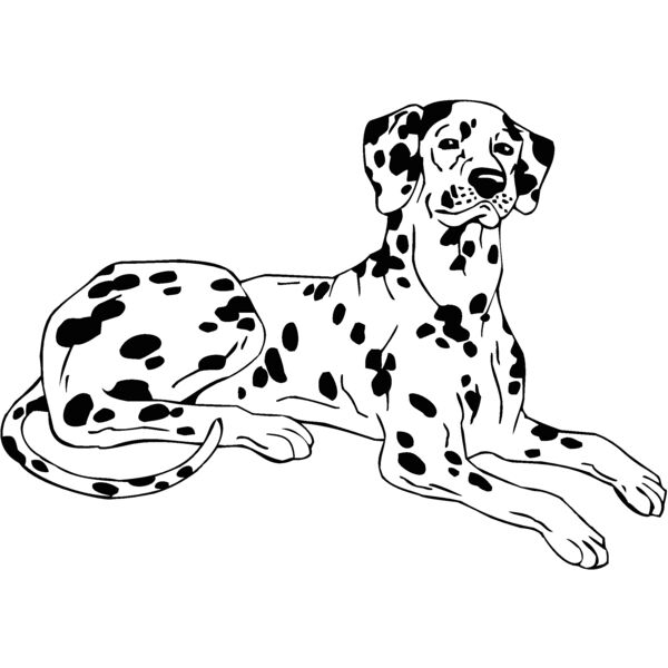dalmatio Thumbnail