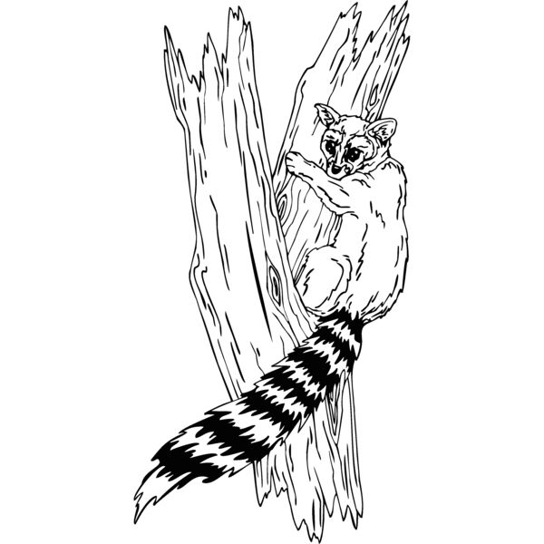 ringtaillemur Thumbnail