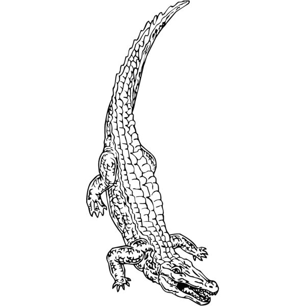 crocodil Thumbnail